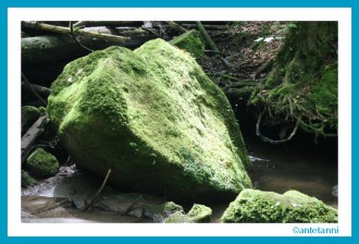 antetanni-fotografiert_Herz-Moos-Hoerschbach-Wasserfaelle