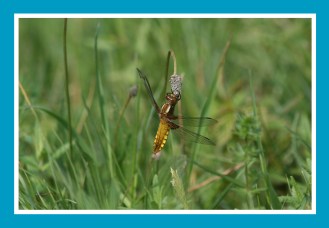 Libelle, Segellibelle, Vierfleck