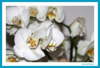 antetanni-fotografiert_Bluetenpracht-Orchidee_2