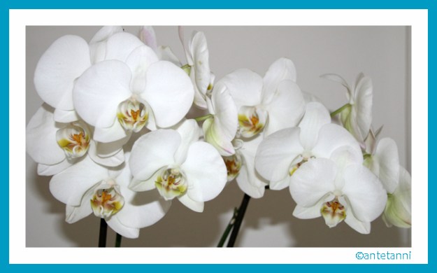 antetanni-fotografiert_Orchidee_2