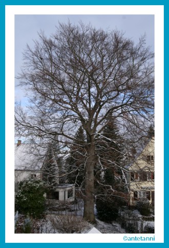 antetanni-fotografiert_Buche-2015-01