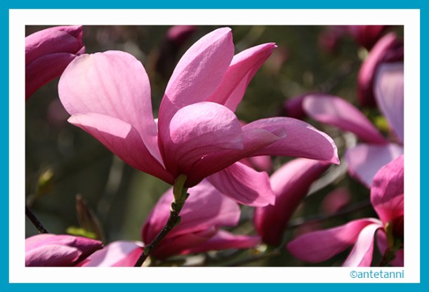 antetanni-fotografiert_Pretty-in-Pink_Magnolienbluete-Wilhelma-2015