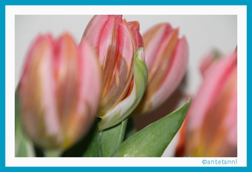 antetanni-fotografiert_Tulpe_3