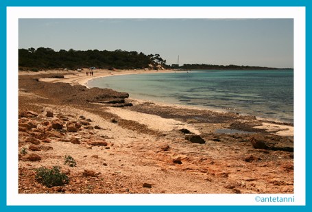 antetanni-fotografiert_Mallorca-2015_Es-Carbo