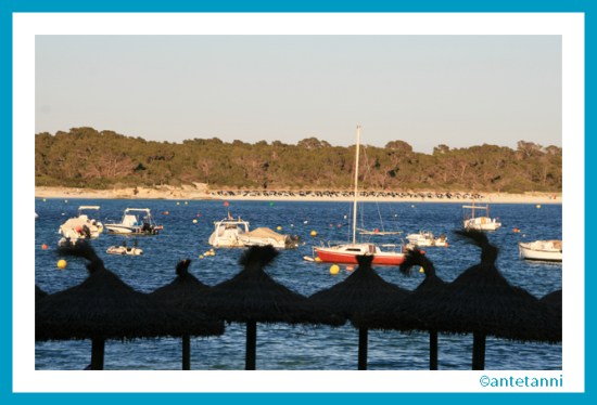 antetanni-fotografiert_Mallorca-2015_Es-Dolc