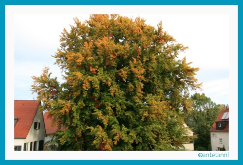 antetanni-fotografiert_Buche-mit-Herbstlaub_2012-10