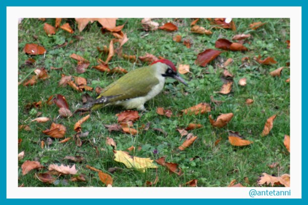 antetanni-fotografiert_specht-in-nachbars-garten (1)