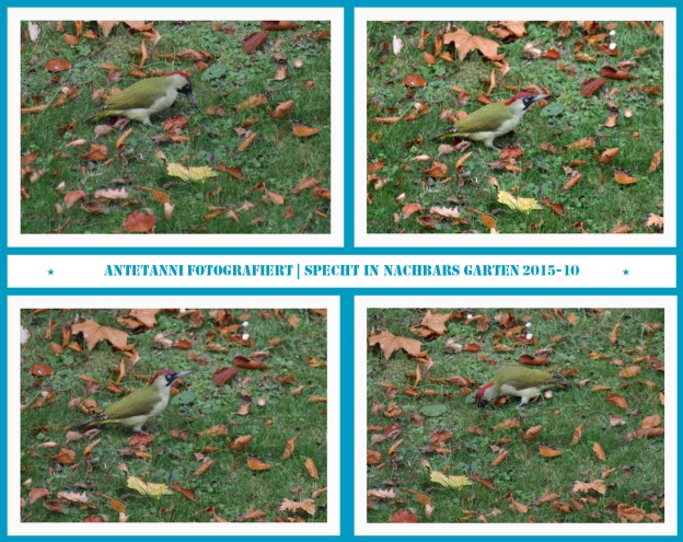 antetanni-fotografiert_specht-in-nachbars-garten