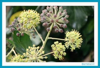 antetanni-fotografiert_2015-11 (3)