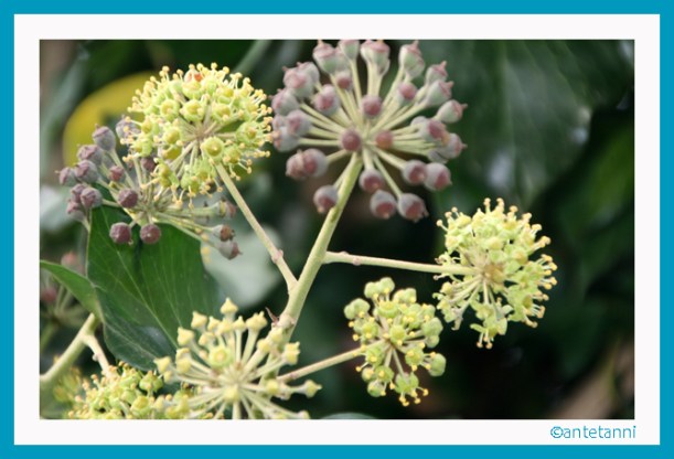 antetanni-fotografiert_2015-11 (3)