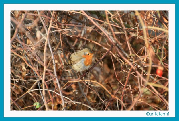 antetanni-fotografiert_Rotkehlchen_2015-11 (1)