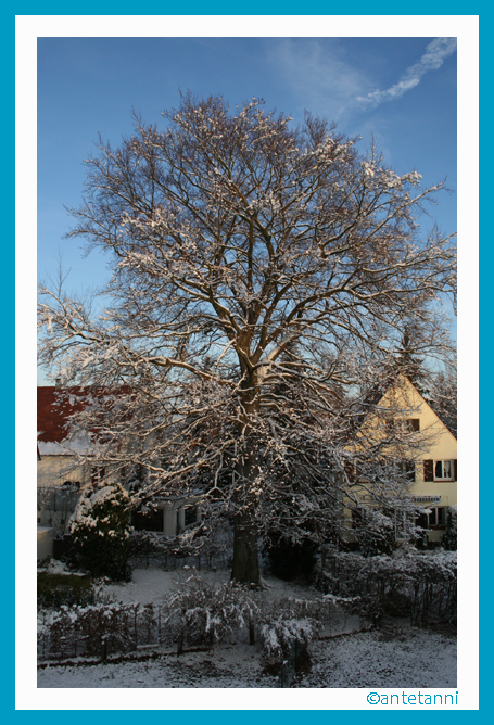 antetanni-fotografiert_Buche_in_Nachbars_Garten_2008