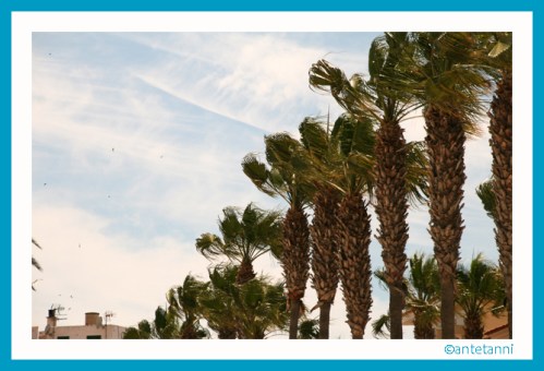 antetanni-fotografiert_Mallorca-2015_2
