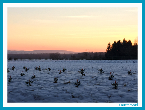 antetanni-fotografiert_Winterstimmung-Feldrand_160121