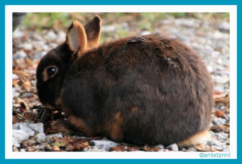 antetanni-fotografiert_Haeschen_2015-11