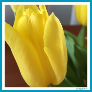 antetanni-fotografiert_Tulpen-gelb_2016-01_2