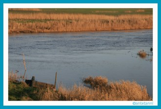 antetanni-fotografiert_Daenemark_2015-12