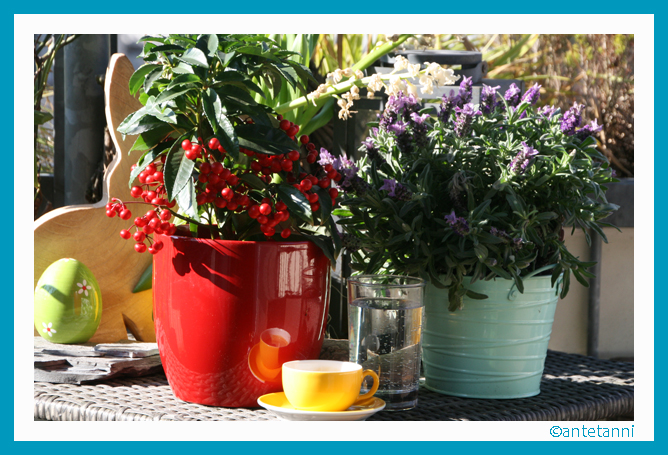 antetanni-fotografiert_Kaffeeplanze+Kaffeepause+Pflanzenfreude_160326 (10)