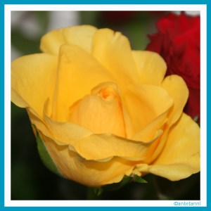 antetanni-fotografiert_Rosen_2016-03 (10)