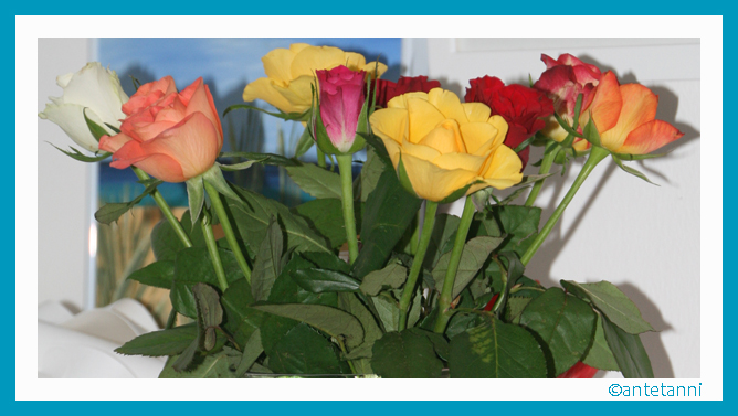 antetanni-fotografiert_Rosen_2016-03 (11)