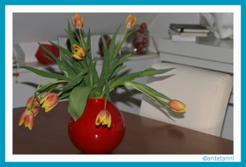 antetanni-fotografiert_Tulpen-Rot-Gelb_160326 (4)