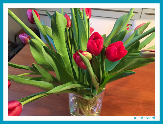 antetanni-fotografiert_Tulpen_Pink_2016-02 (1)