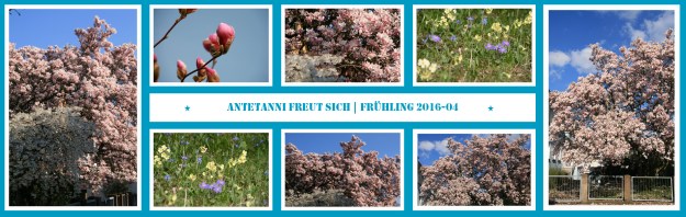 antetanni-fotografiert_Fruehling_Magnolie