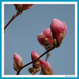 antetanni-fotografiert_Fruehling_Magnolie_2016-04 (3)