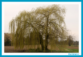 antetanni-fotografiert_Fruehling_Magnolie_2016-04 (9)