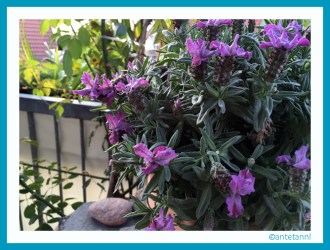 antetanni-fotografiert_Lavendel_2016-04