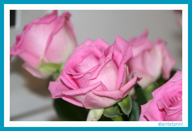 antetanni-fotografiert_Rosen-Rosa_2016-04 (2)