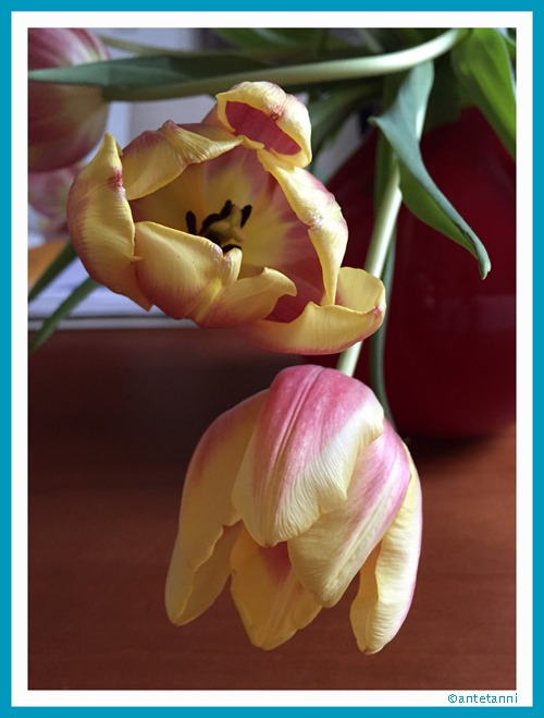 antetanni-fotograftiert_Tulpen_Gelb-Rot_2016-03