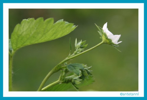 antetanni-fotografiert_Erdbeerpflanzen_2016-05