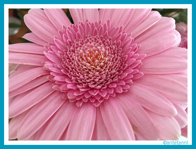 antetanni-fotografiert_Gerbera_2016-05