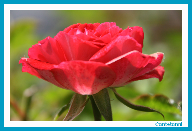 antetanni-fotografiert_Rose-Strauchrose_2016-05 (3)