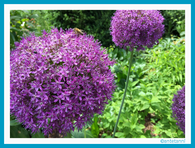 antetanni_Allium_Botanischer-Garten-Hohenheim