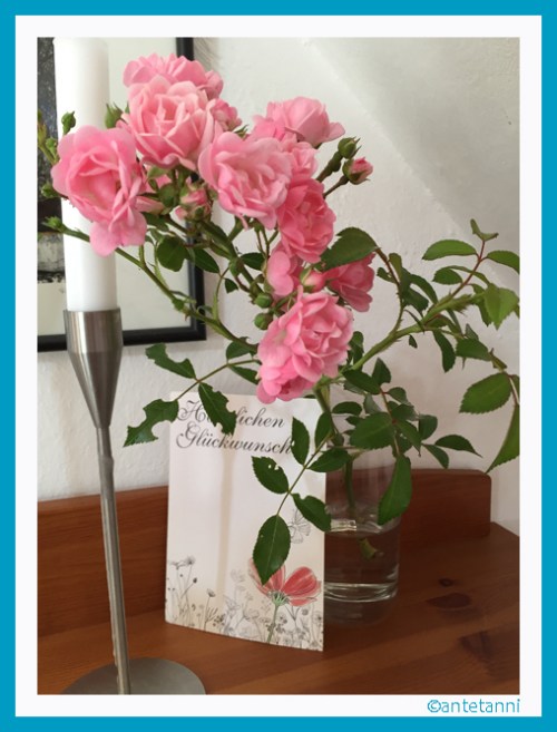 antetanni_Rosen_160714 (1)