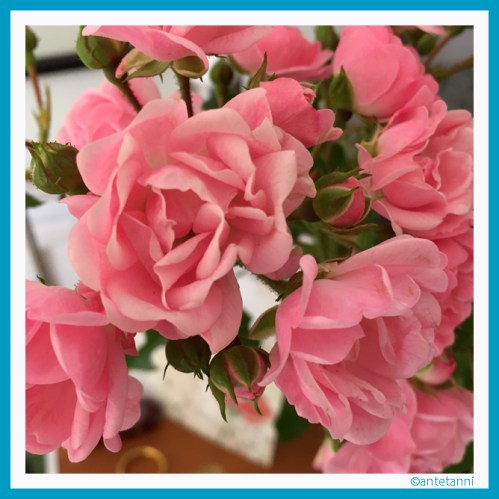 antetanni_Rosen_160714 (2)