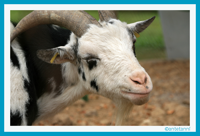 antetanni-fotografiert_2016-09_ramsbachtal-3