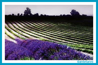 antetanni-liest_remy_eyssen_schwarzer-lavendel_kriminalroman