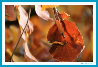 antetanni-fotografiert_herbst-2016_zuhauseumgebung-20