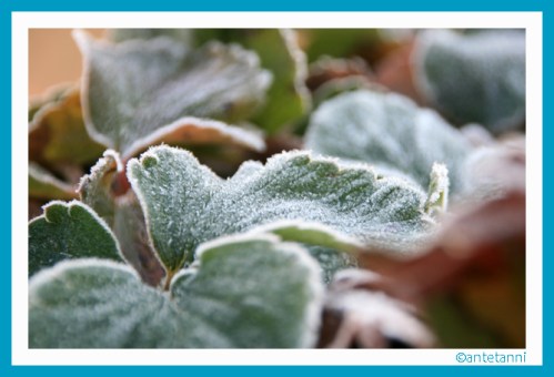 antetanni-fotografiert_frost_2016-12