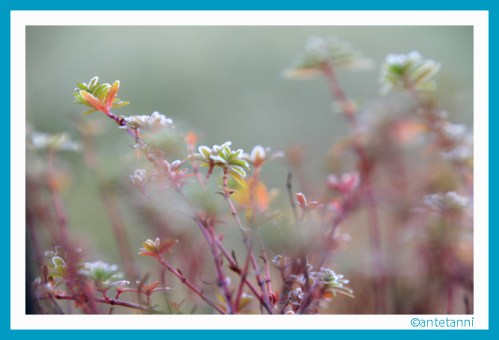 antetanni-fotografiert_frost_2016-12_2