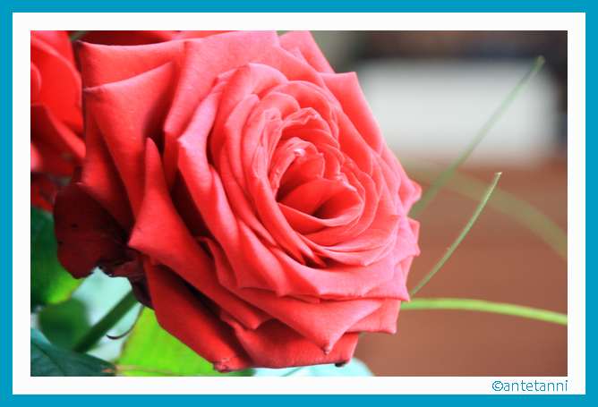 antetanni-fotografiert_rosenstrauss-hochzeitstag-13_rosen_2