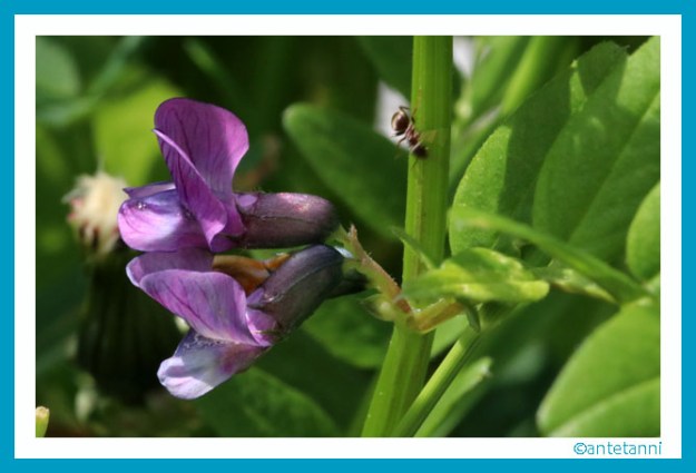 Veilchen, makrofotografie, makro, antetanni