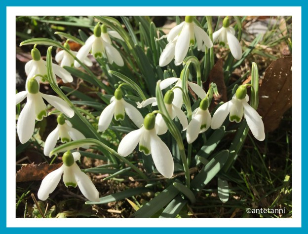 antetanni-fotografiert_Schneegloeckchen-Fruehlingsboten_2019-02
