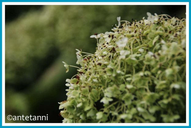 Ballhortensie, Hortensie, Foto-Reise, Blumenfotografie